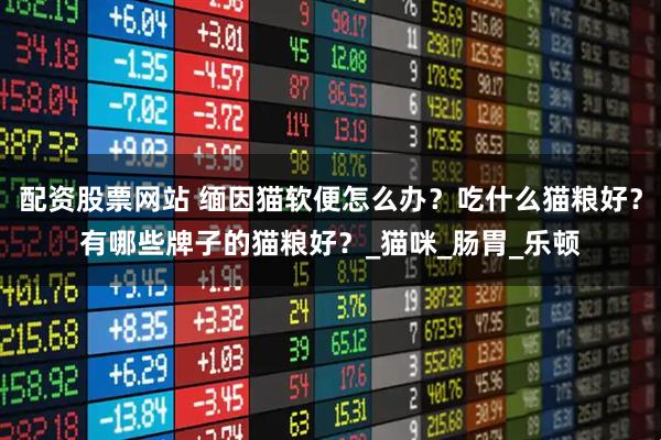 配资股票网站 缅因猫软便怎么办？吃什么猫粮好？有哪些牌子的猫粮好？_猫咪_肠胃_乐顿